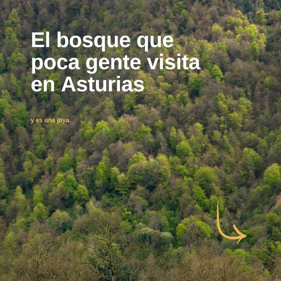 Primera lámina de un carrusel sobre un bosque asturiano poco visitado